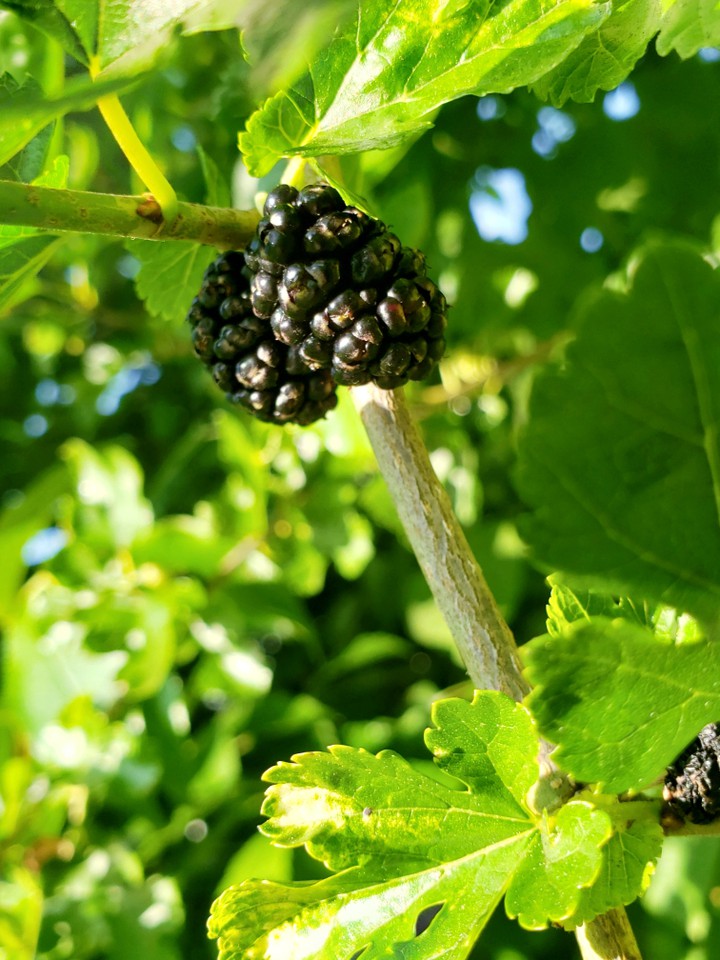 rasberrys