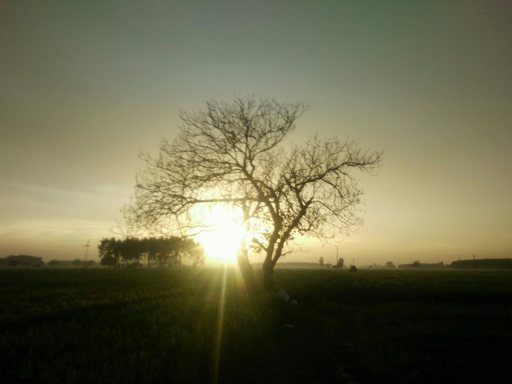 An Evening in Fields