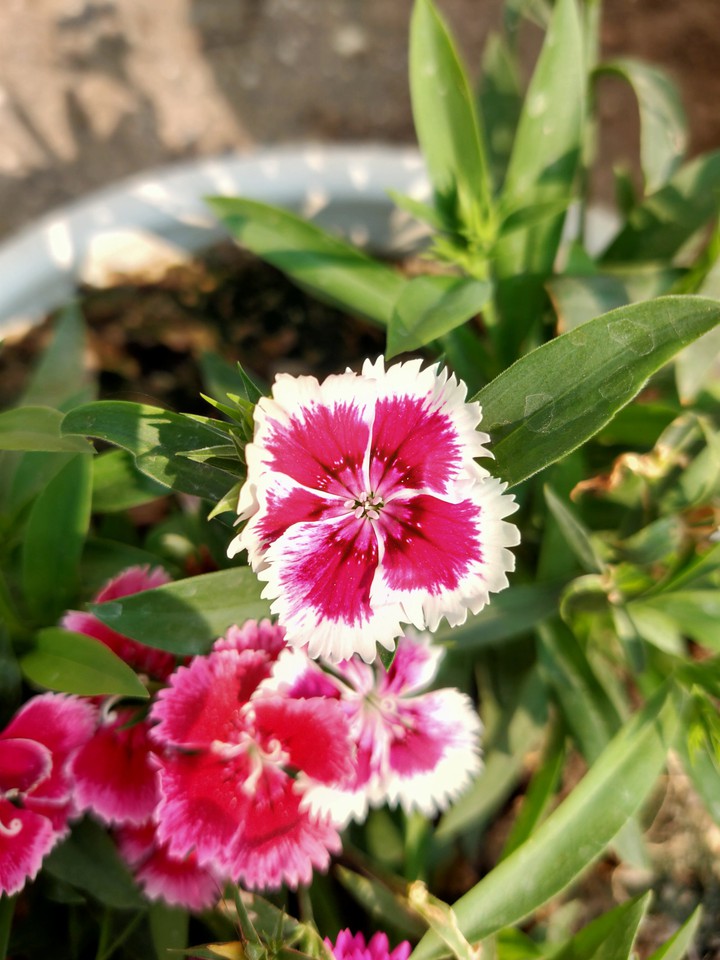 Flower