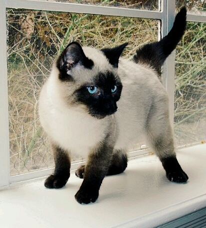 Junior kitten