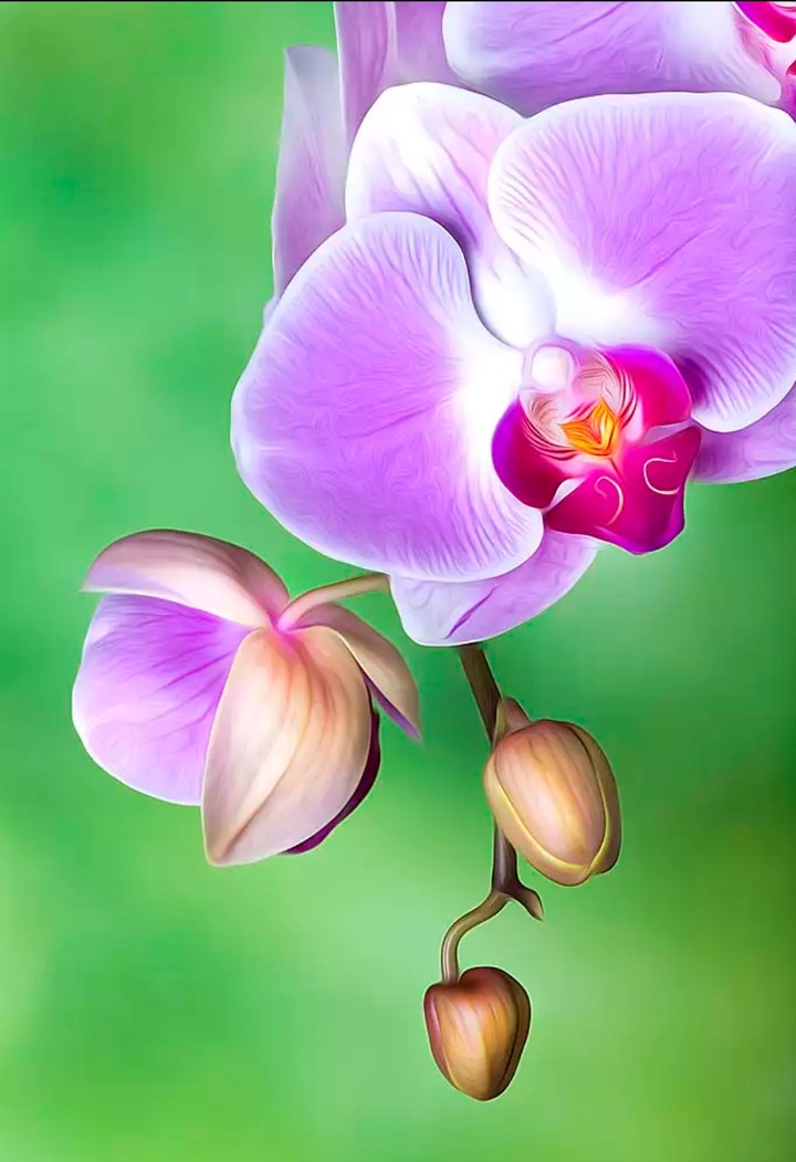 orchidej