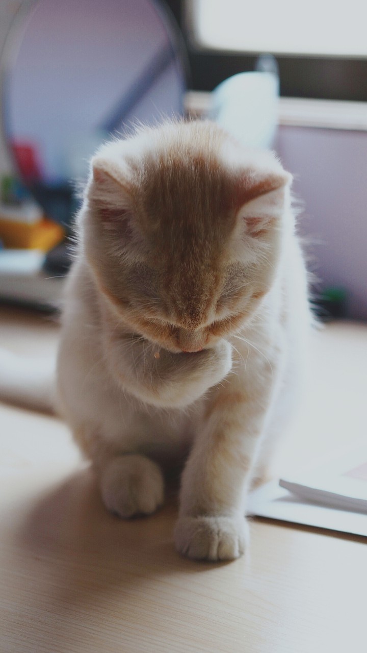 수염에 간식 묻었어♡