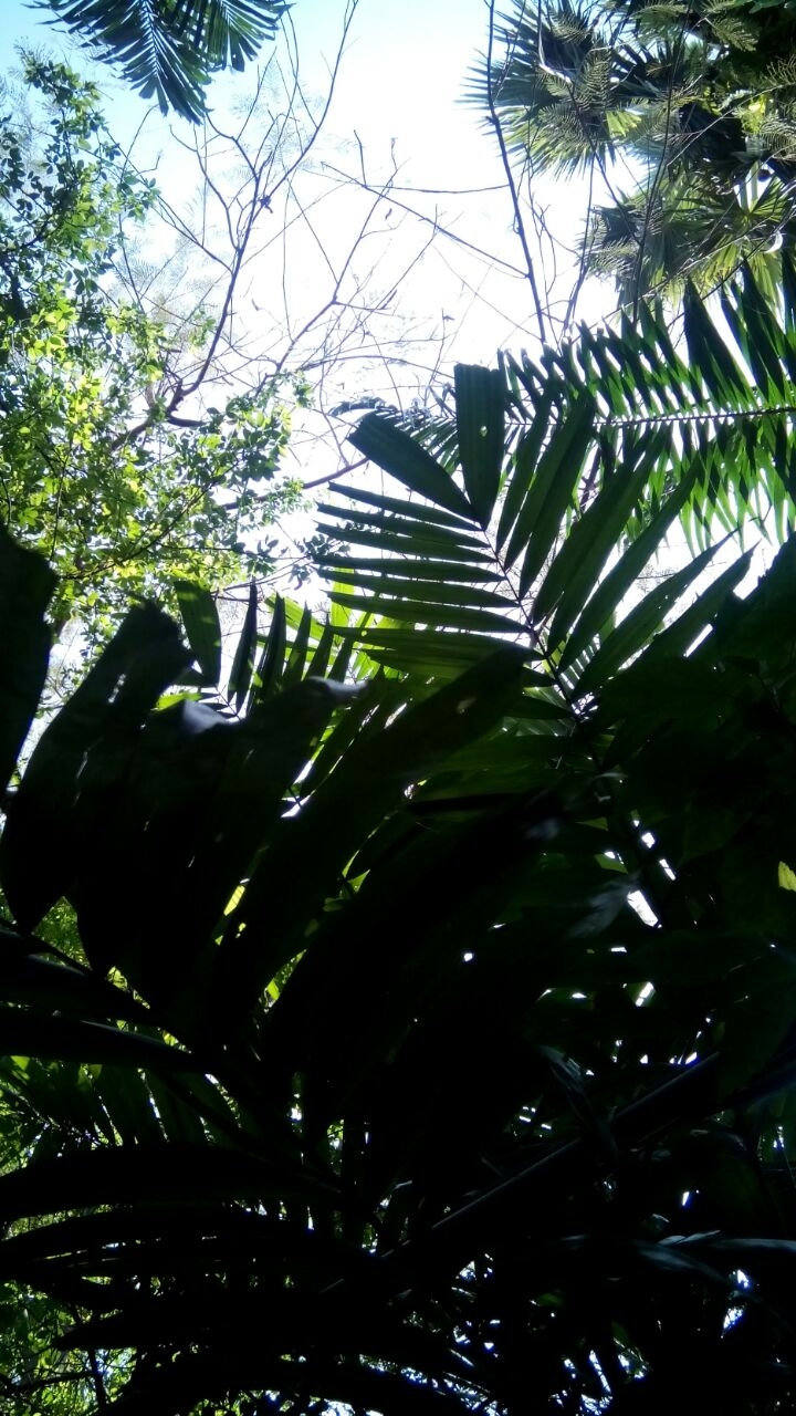 Tropical!