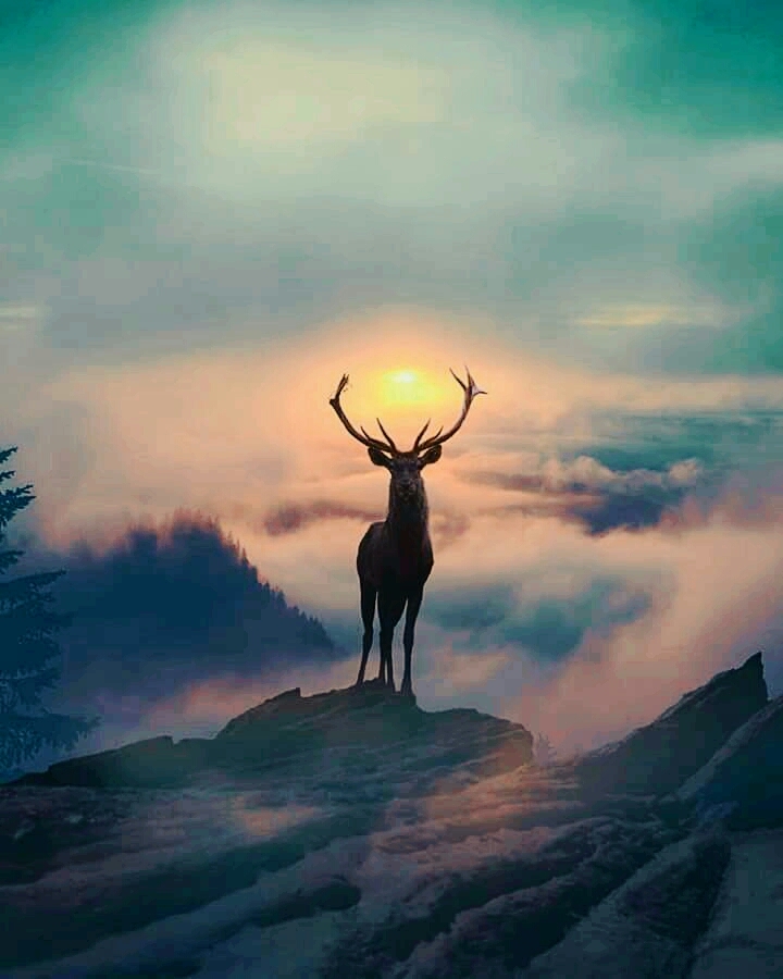 The King Of The Plains