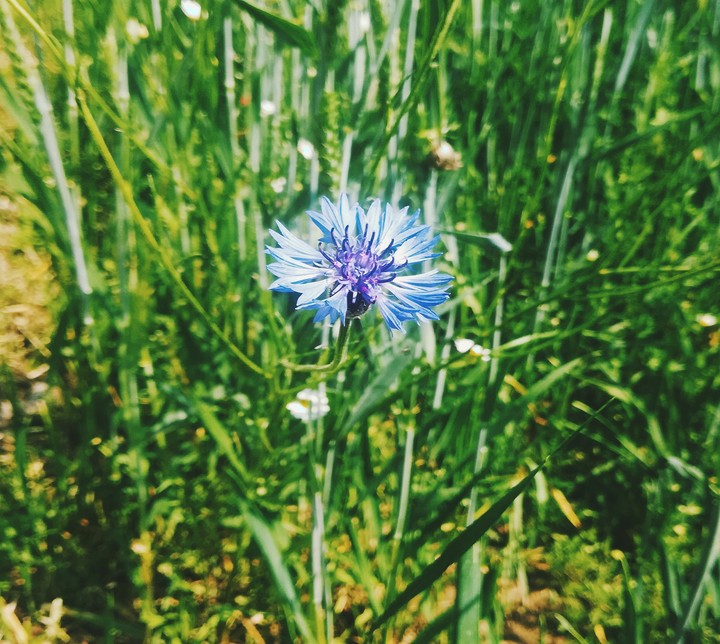 cornflower