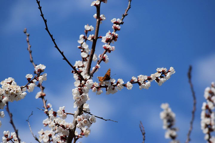 butterfly