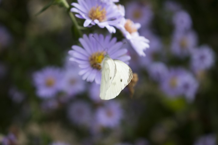butterfly in autumn