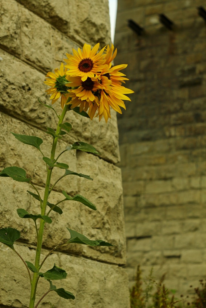 Sunflower