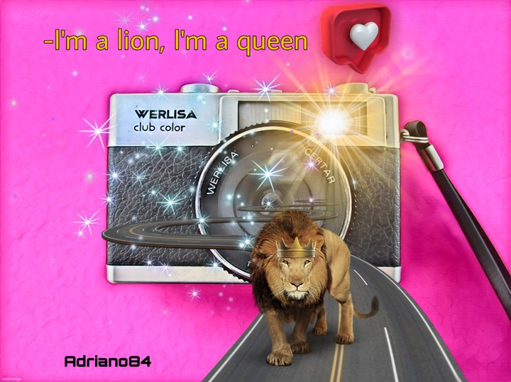 king of lion ♥️