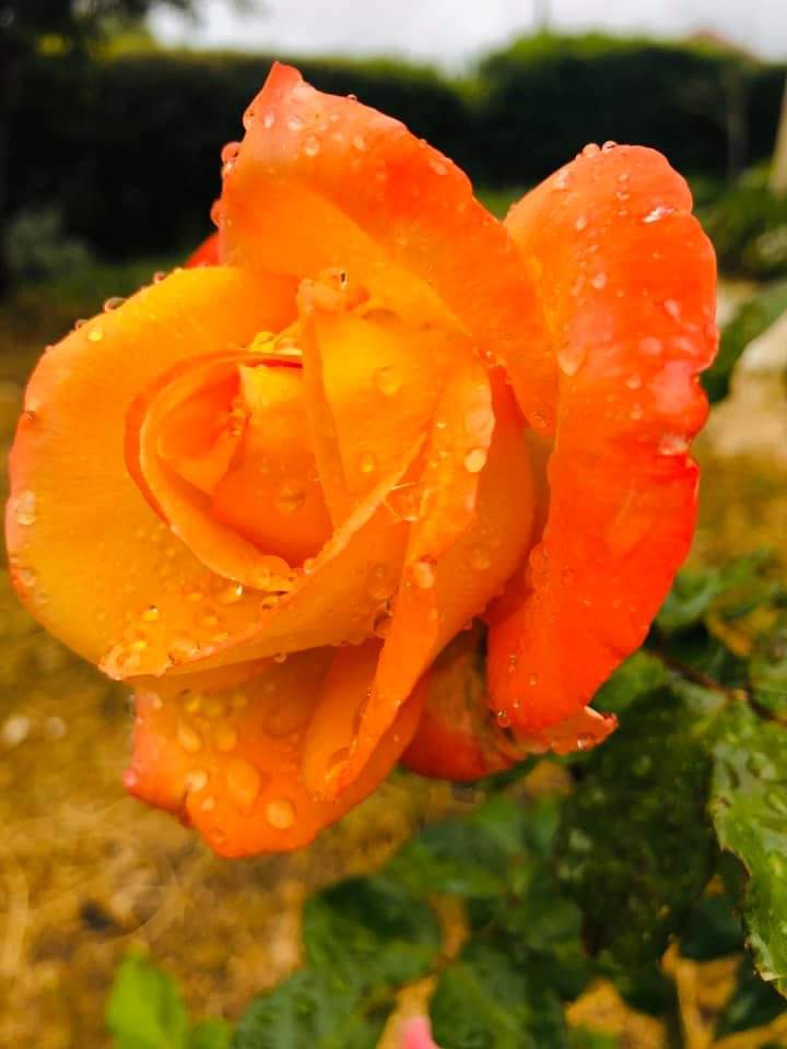 Orange Rose