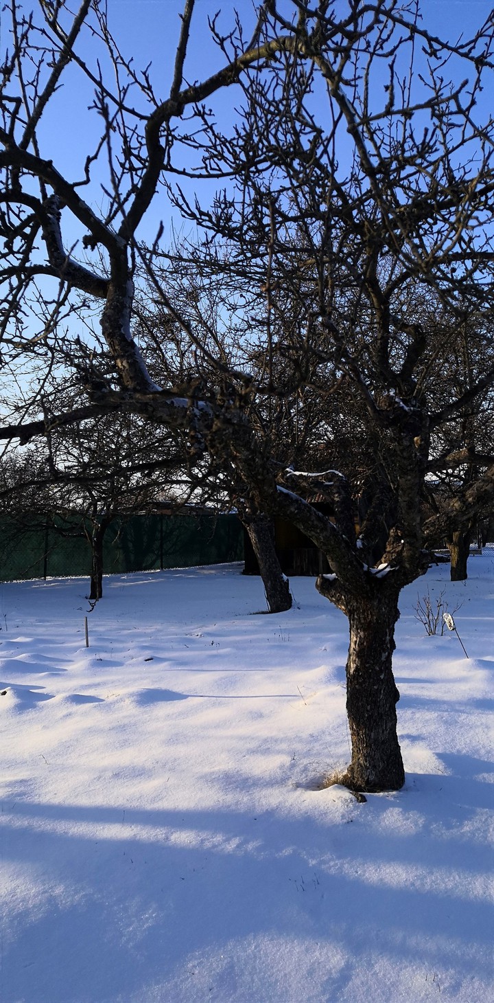Winter_tree_garden