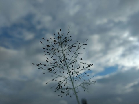 plant and sky