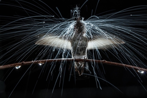 humming bird
