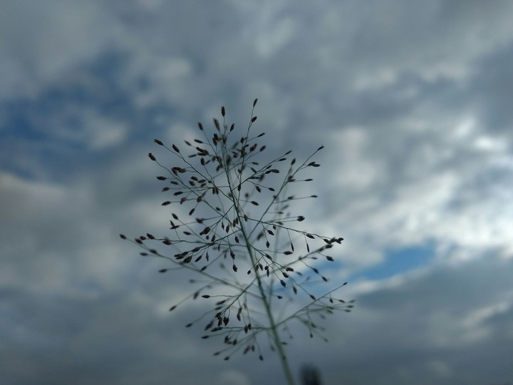 plant and sky