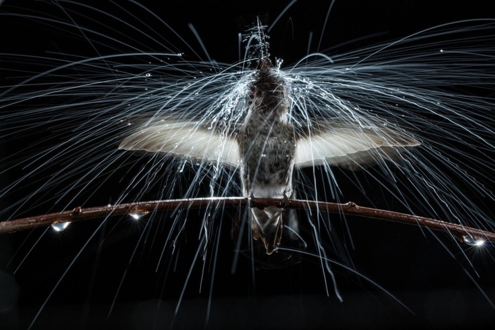 humming bird