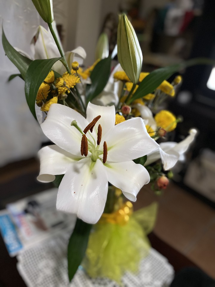 flores