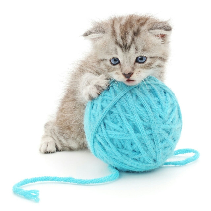 Mammal Cat