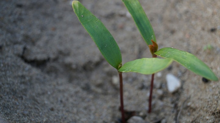 Growing little plants