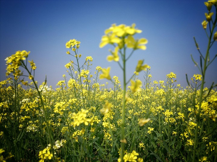 mustard flowers