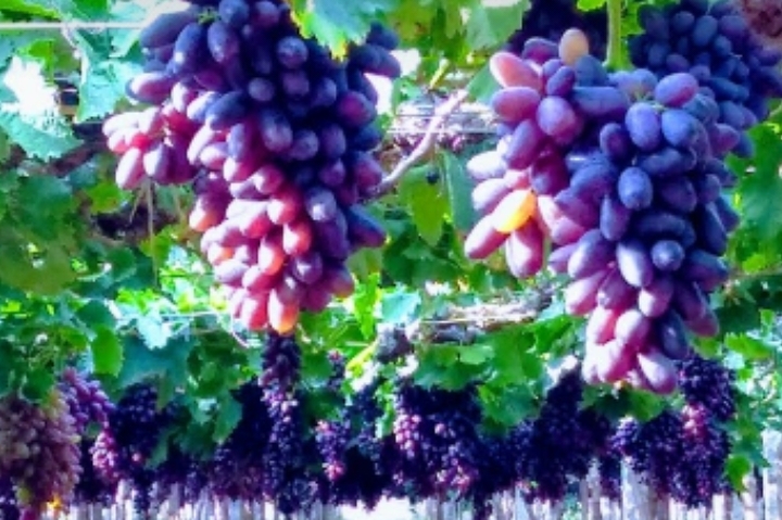 grapes