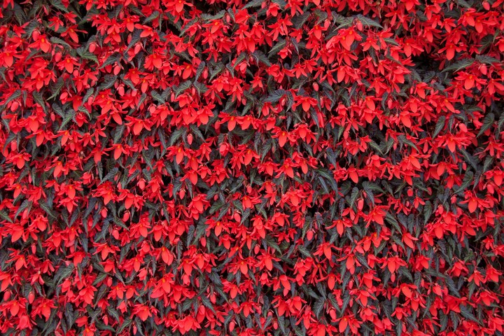 Garden wall