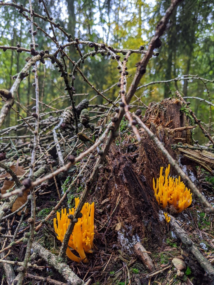 Pilze