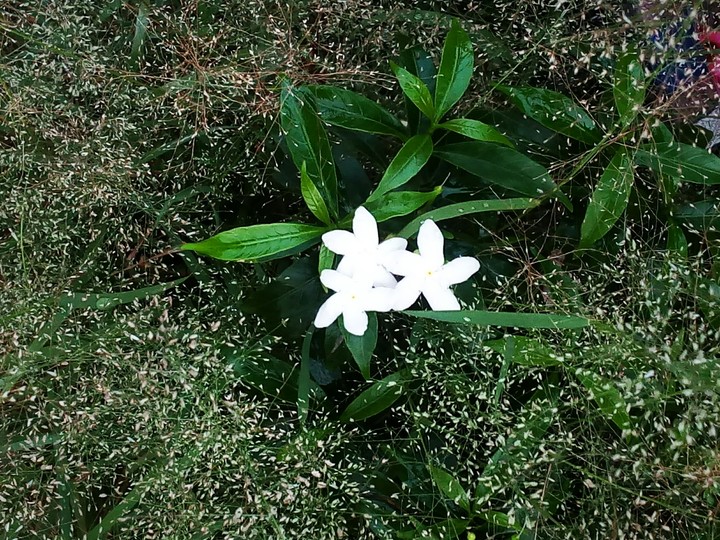 smiling flowers