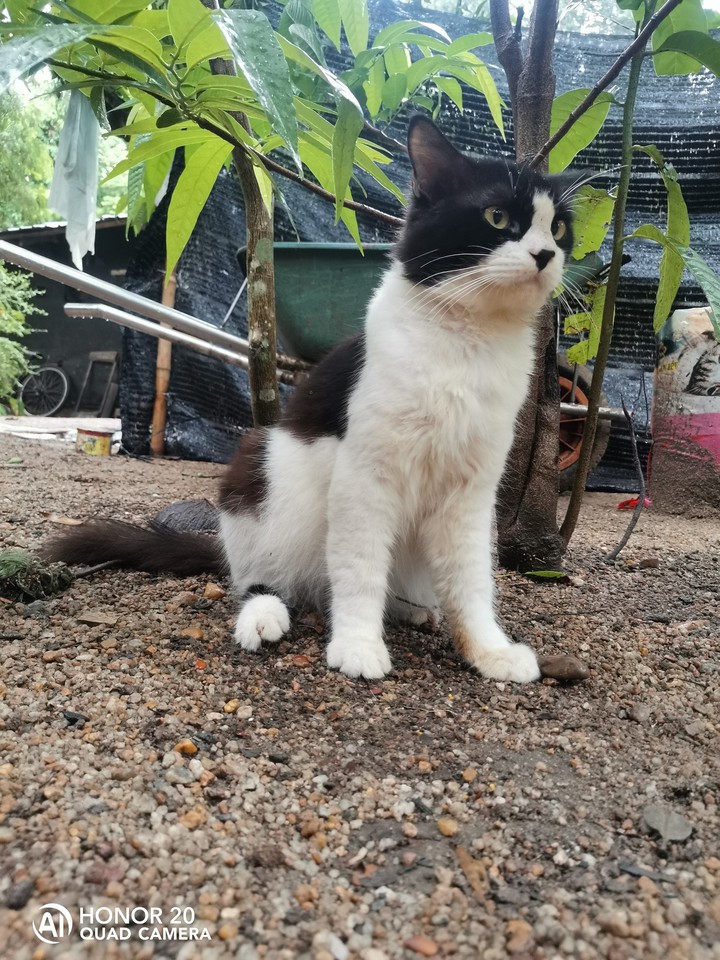 cat