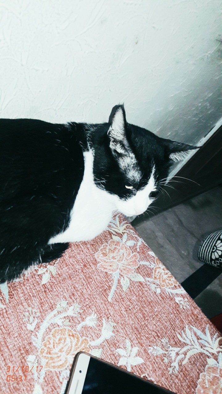 Tom cat