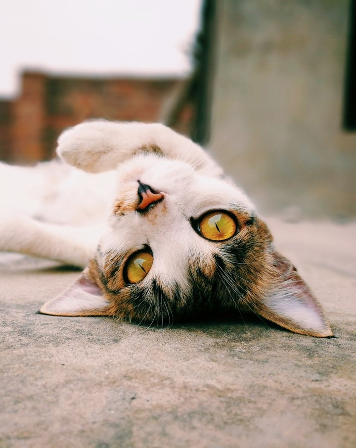 catty