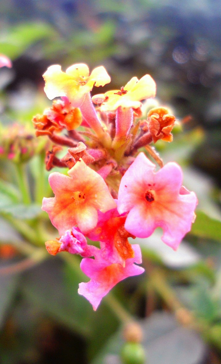 flower part of life