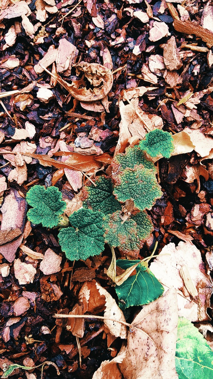what kind of plant is this?