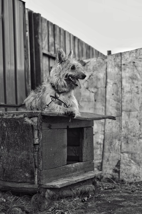 dog