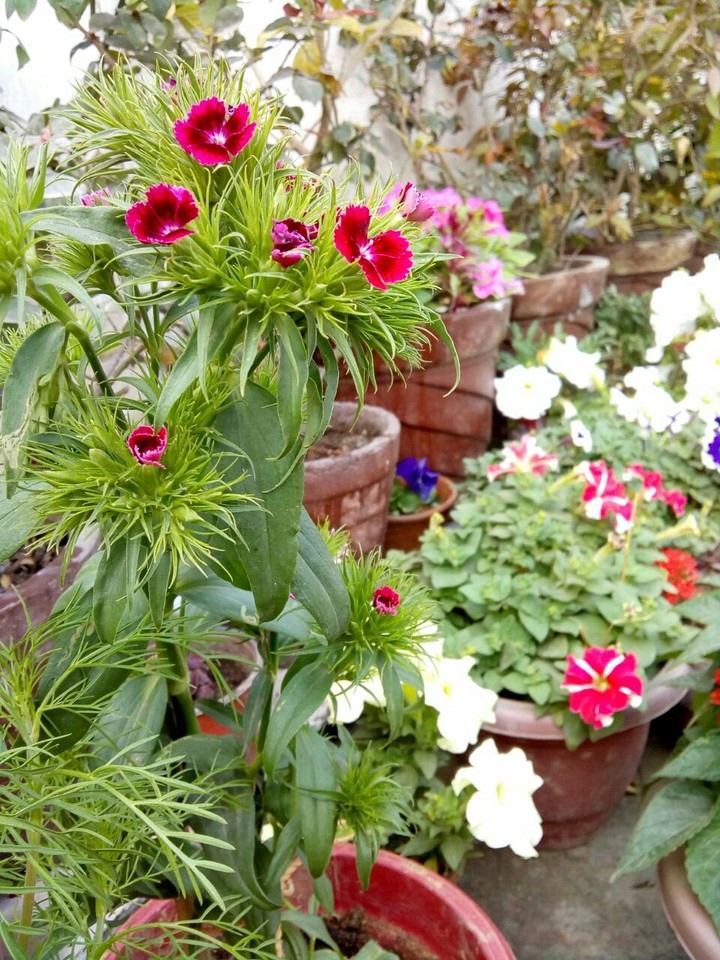 MINIATURE GARDENING OF FLOWERS