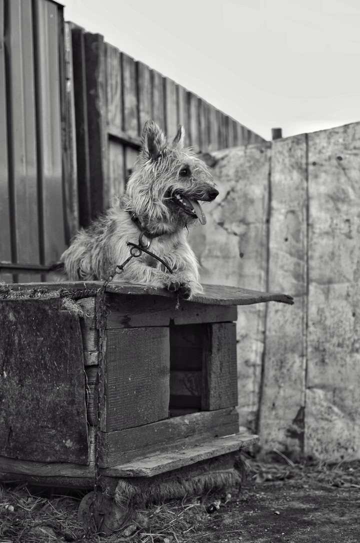 dog