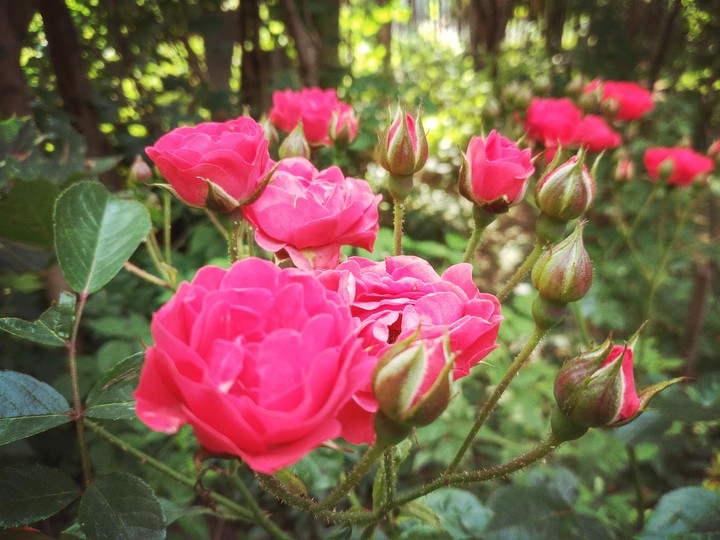 beauty roses