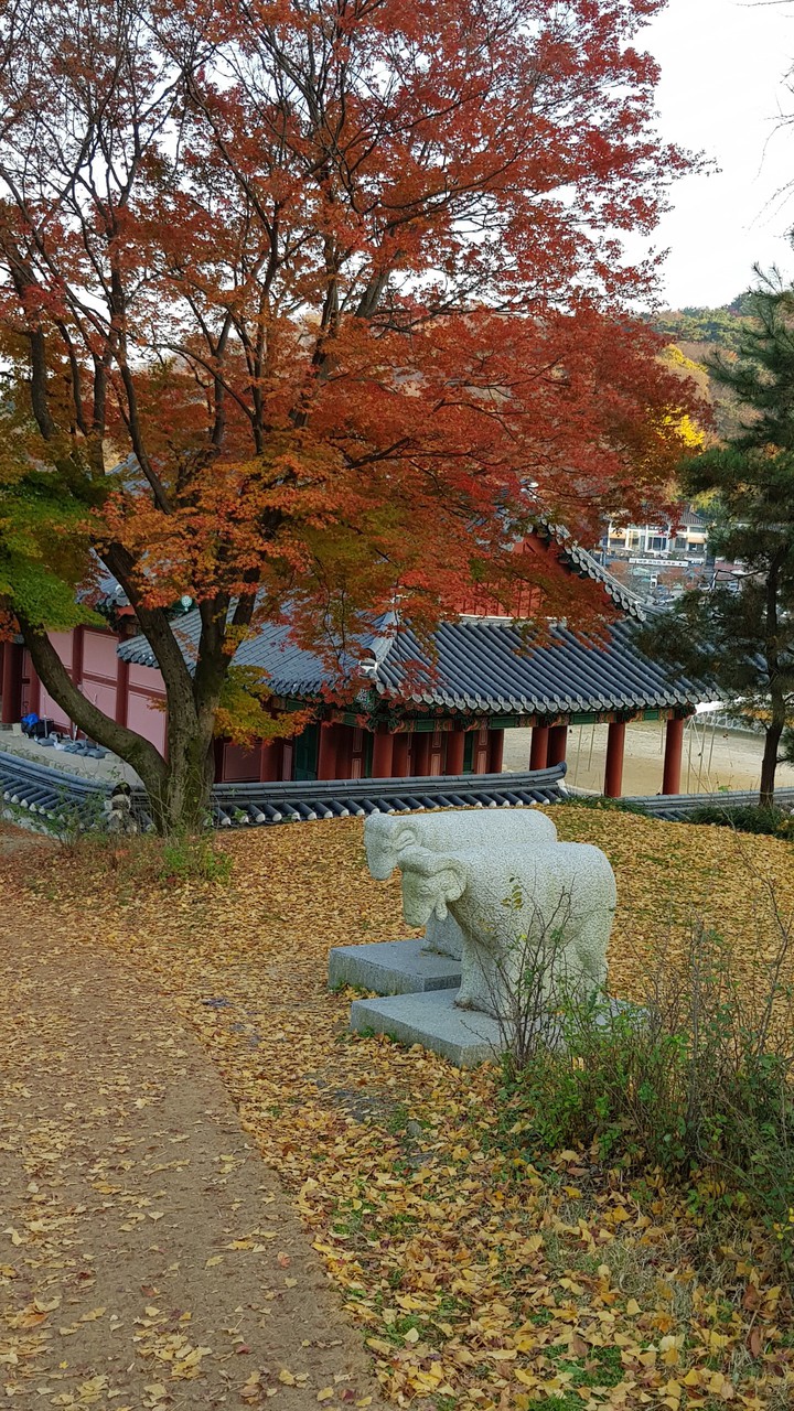 단풍
