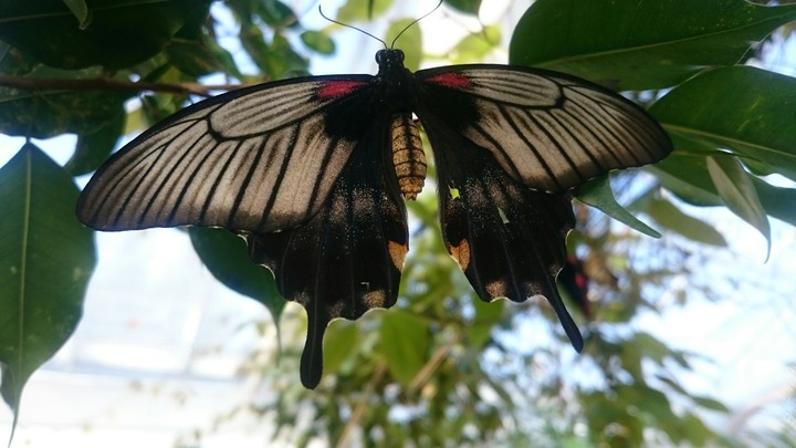 butterfly