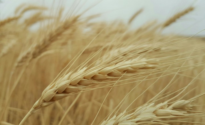 Wheat