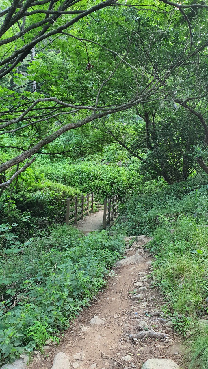 숲속길(road in the woods)