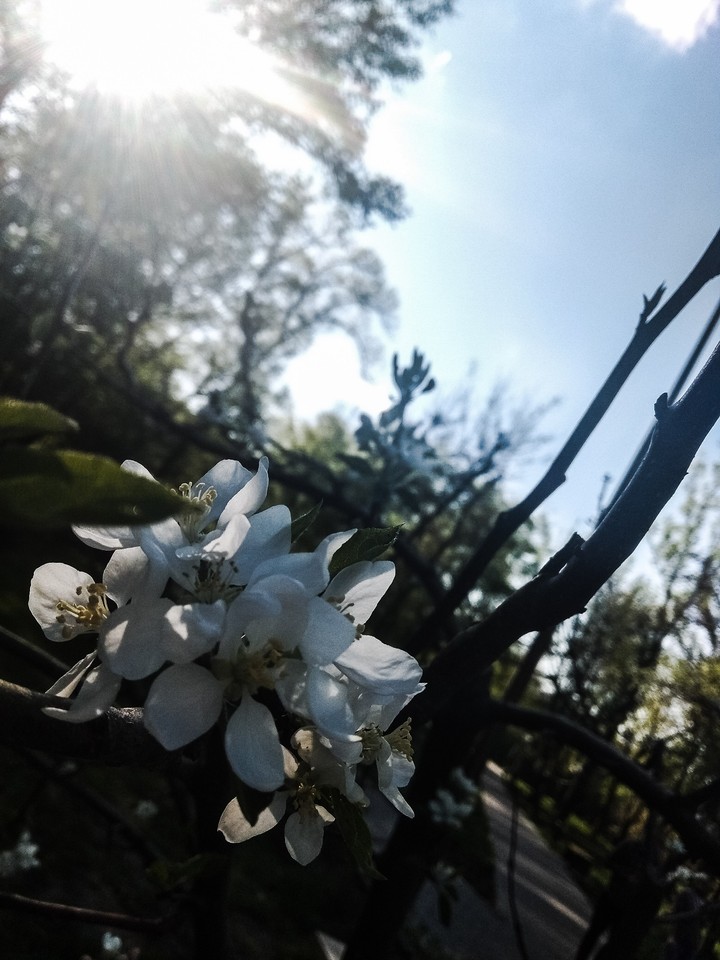 Show flowers