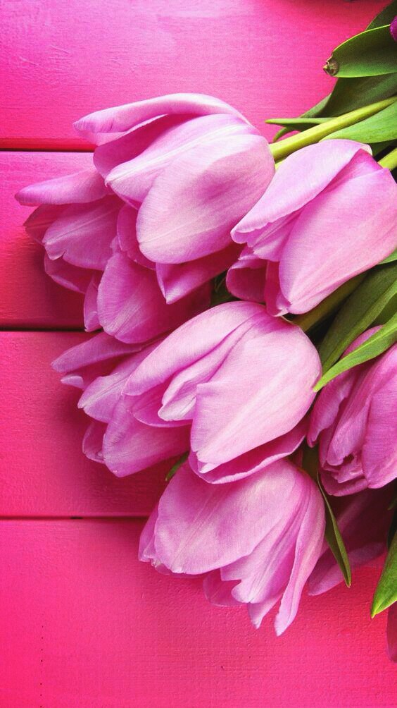 Tulpe