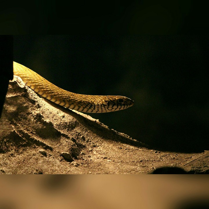 snake