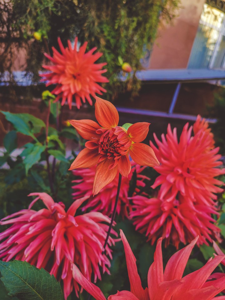 AUTUMN FLOWERS