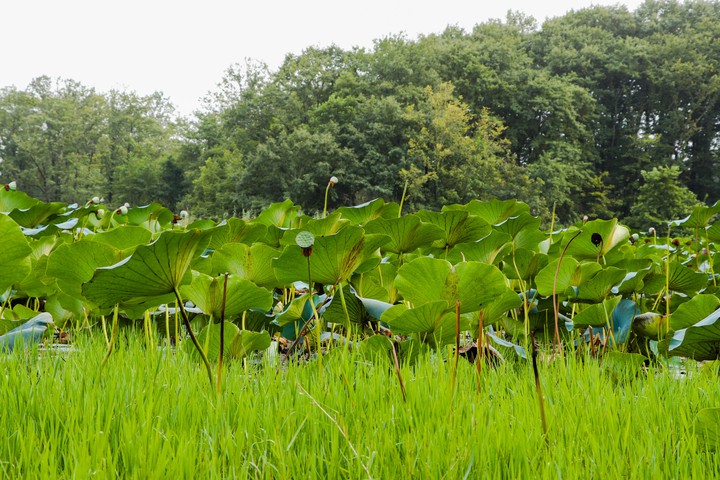 Sostan swamp, Gilan Porovine, Iran