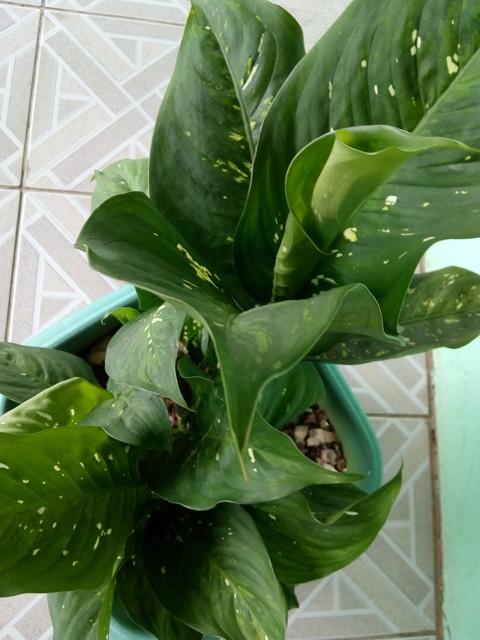 обои leaf, komatsuna