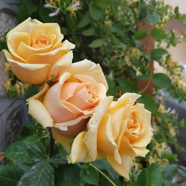 Yellow Rose
