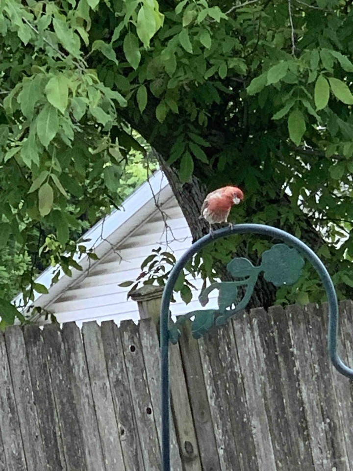 curious bird