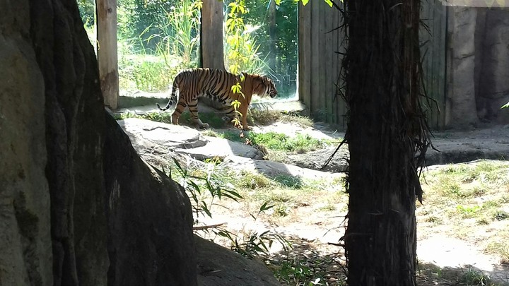 Beautiful Tiger