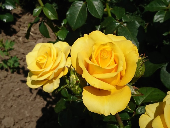 yellow roses